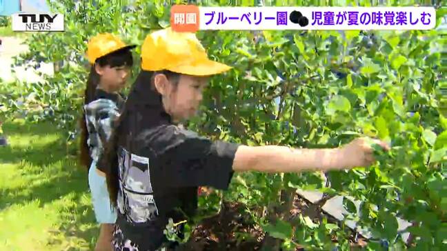 「最高！ジューシー！」収穫体験ができるブルーベリー園オープン　園には小学生が手作りした看板も（山形・村山市）|TBS NEWS DIG