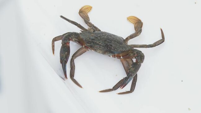 カニ・エビ・ウニ・・自然環境への理解深めて 水族館職員が指導 磯の生き物観察会 山口・下関|TBS NEWS DIG