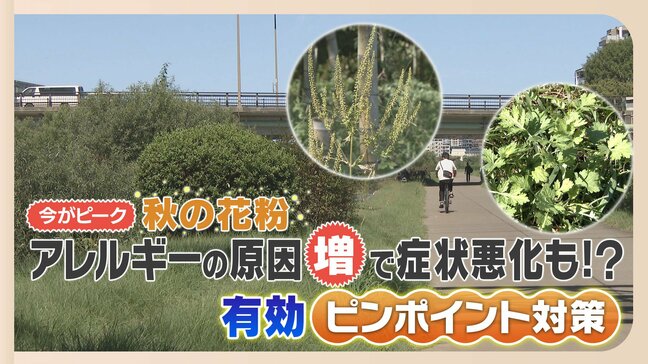くしゃみ、鼻水、かゆみ・・・「秋の花粉症」「ダニ」に注意 今がピーク症状悪化も!? 対策は「近づかない」「取り除く」|TBS NEWS DIG