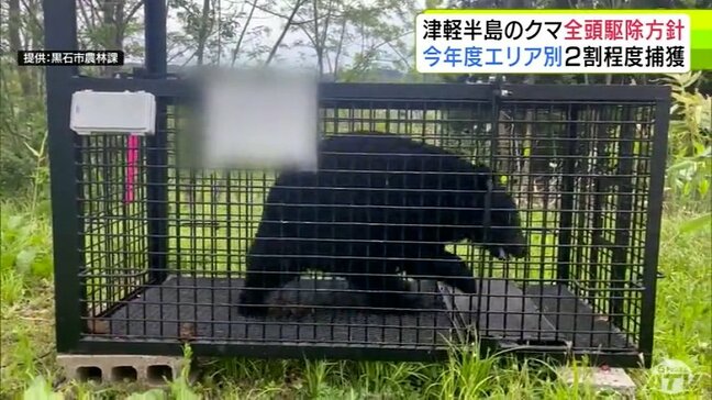 「クマを定着させない」津軽半島は全頭駆除の方針 青森県が今年度のクマの捕獲目標数を決定 津軽半島での捕獲推進のため県も独自に「箱わな」「銃猟」をすることに 9月中旬から実施予定|TBS NEWS DIG