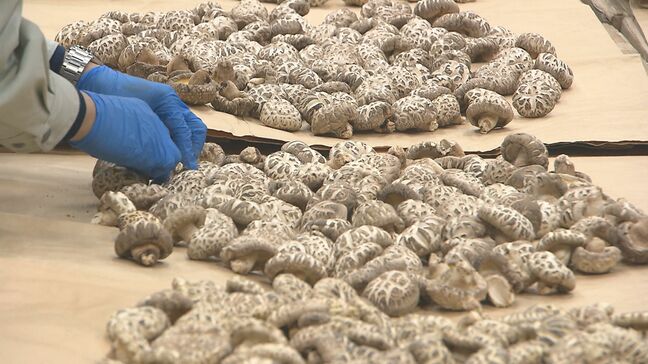 県乾椎茸品評会　今年の出来栄えを審査　607点出品　大分|TBS NEWS DIG