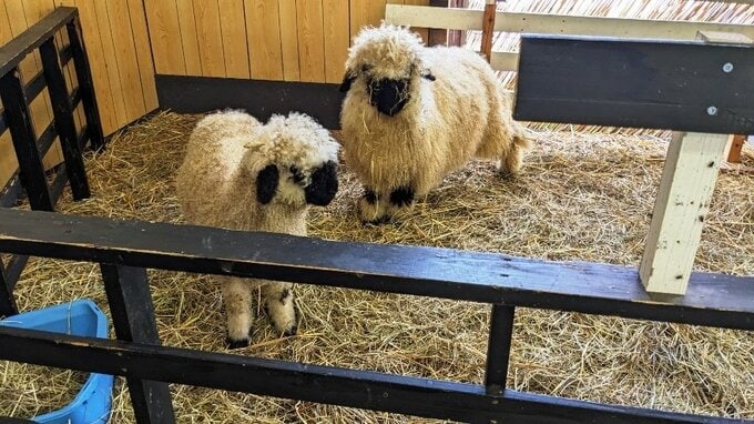 垂れ耳と真っ黒い顔がかわいい！世界一かわいい羊に会ってきた！　岩手・雫石町|TBS NEWS DIG