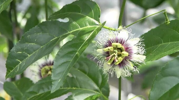 時計草の花開花　パッションフルーツへ　鹿児島|TBS NEWS DIG