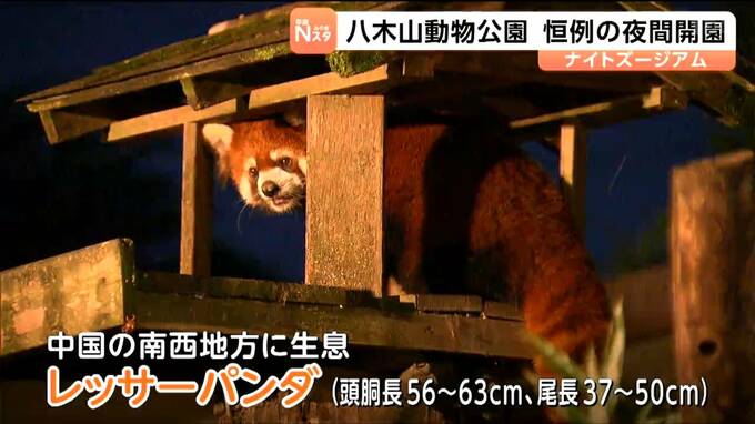 仙台市・八木山動物公園で夜間も開園する「ナイトズージアム」が8月20日～22日まで開催中|TBS NEWS DIG