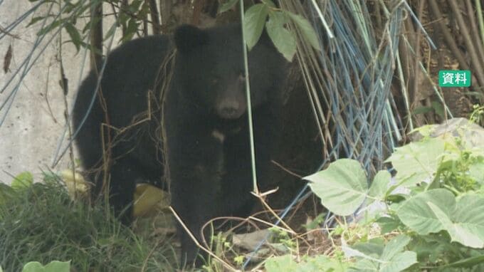 春の行楽シーズンにクマ警戒 警察と金沢市・石川県が初の合同戸別訪問|TBS NEWS DIG