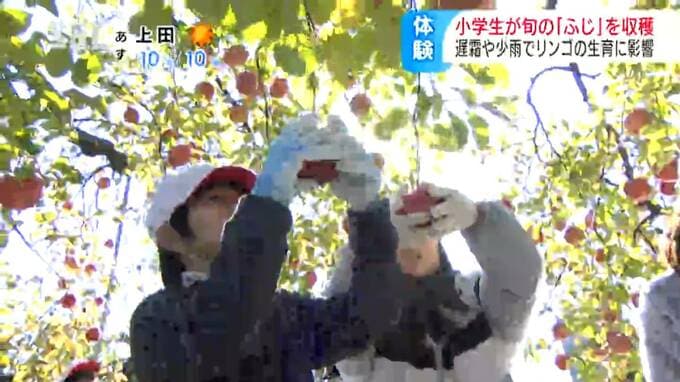 「下手すれば半分ぐらいの大きさ」春先の遅霜や夏の少雨で小玉に　さらにはザラザラとした皮になるサビ果も　いくつもの“苦難”乗り越え迎えた収穫期「長野県りんごの日」に合わせ小学生が「ふじ」の収穫を体験　|　SBC NEWS | 長野のニュース | SBC信越放送