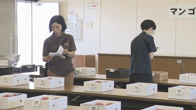 旬を迎えたマンゴーの味や大きさを競うコンテスト開催|TBS NEWS DIG