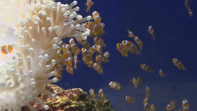 5年ぶりに誕生 「カクレクマノミ」の赤ちゃん しまね海洋館アクアス|TBS NEWS DIG