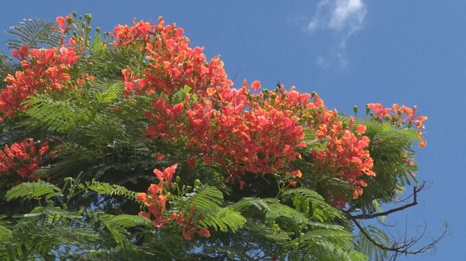 赤々としたホウオウボクが満開 うるま市宇堅地域を彩る|TBS NEWS DIG