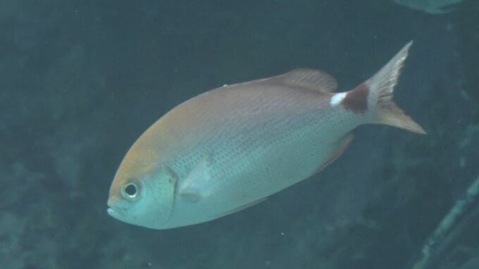 “幻の魚”「セダカタカサゴ」を世界で初めて展示　美ら海水族館|TBS NEWS DIG
