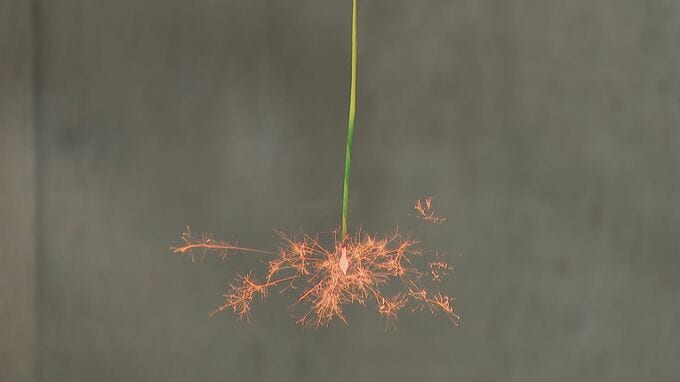 プロに聞いた「線香花火」 を長持ちさせる方法　手持ち花火の“裏技”　先端部分のヒラヒラとした紙は導火線ではない!?|TBS NEWS DIG