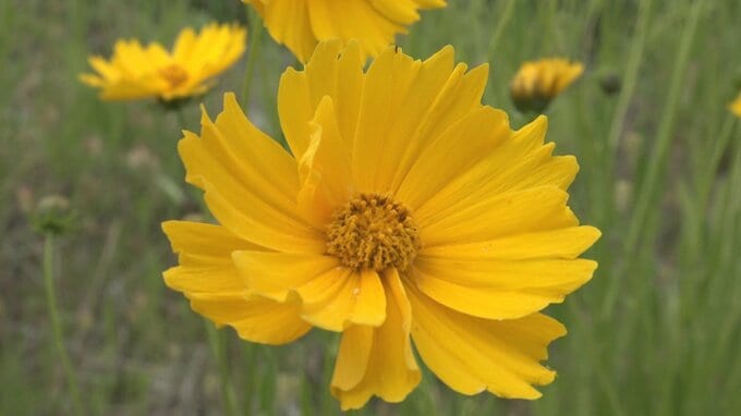 高校生が特定外来生物「オオキンケイギク」駆除作業　富山・上市町　|　富山のニュース｜天気・防災｜チューリップテレビ