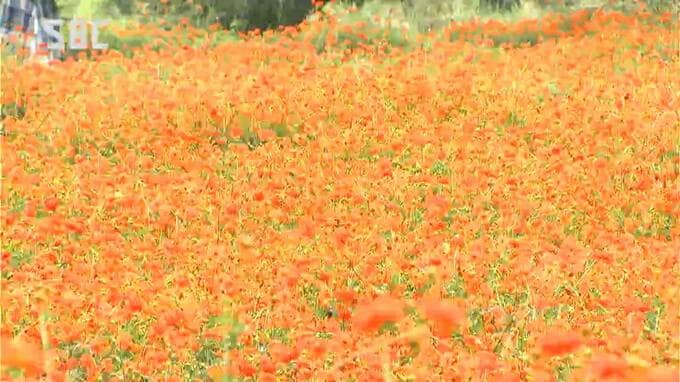 80万本が里山を彩る　キバナコスモスが安曇野市の公園で見頃に　10月上旬まで楽しめそう　|　SBC NEWS | 長野のニュース | SBC信越放送
