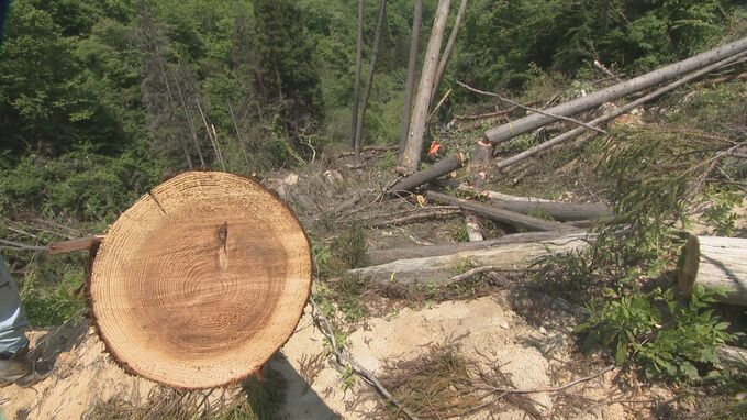 能登半島地震から２年５カ月　被災地の林業の現状は　地震で奪われたなりわい再建へ|TBS NEWS DIG