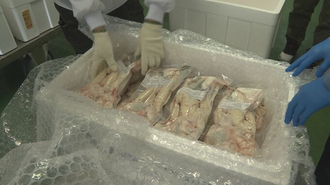 下関の味をアメリカへ　トラフグをアメリカへ　今シーズン初出荷|TBS NEWS DIG