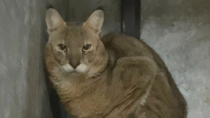 ジャングルキャット｢キリー｣死ぬ 前日まで食欲あり元気だったのに…寝室で死んでいるのを飼育員が見つける 東山動植物園 名古屋市|TBS NEWS DIG