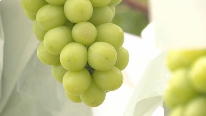 ぶどうが全体の5割　ももが1.5倍の大幅増加　県産農畜産物の輸出額26億円弱で過去最高に　台湾と香港で80％、アメリカへは1億1900万円　きのこは国内の人気で6割減　長野|TBS NEWS DIG