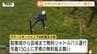 小林陵侑選手や葛西紀明選手などトップジャンパーが蔵王に集結！サマースキージャンプ大会前日の公開練習　内藤智文選手「徐々に調子上がってきた」（山形）　|　山形のニュース│TUYテレビユー山形