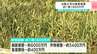台風6号の農業被害1億1800万円に　ショウガやミョウガなどに打撃【高知】　|　高知のニュース・天気｜KUTV NEWS | KUTVテレビ高知