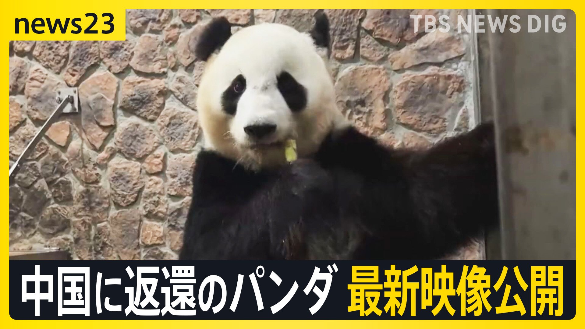 中国に返還の和歌山のパンダ最新映像公開“ゼロパンダ”は防げる？日中が