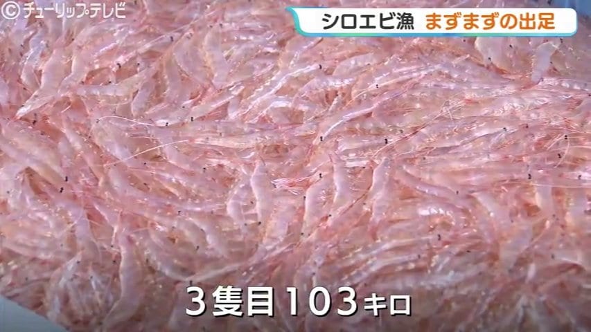 シロエビ」解禁から3日目にしてようやく初の水揚げ 一回目は合計106