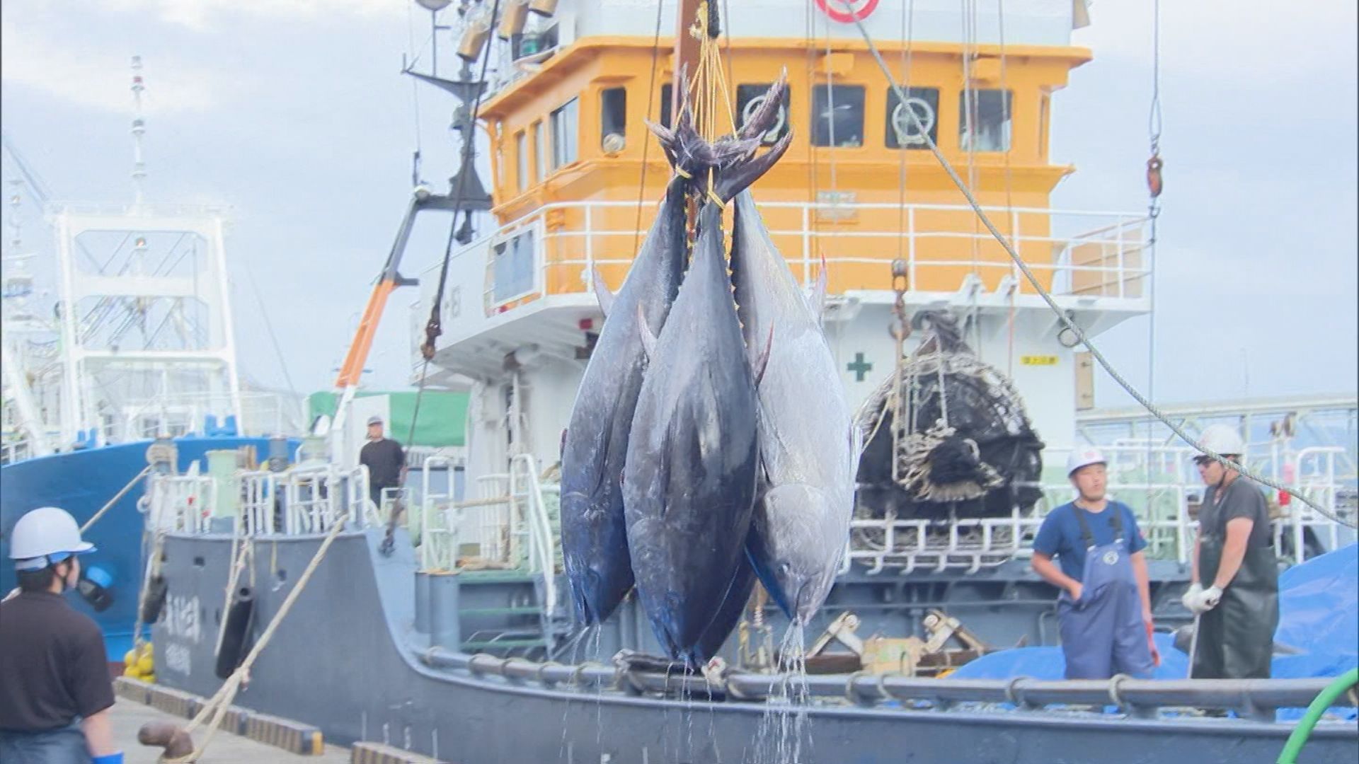 初夏の味覚「クロマグロ」初水揚げ…去年を上回る高値での取引 物価高の