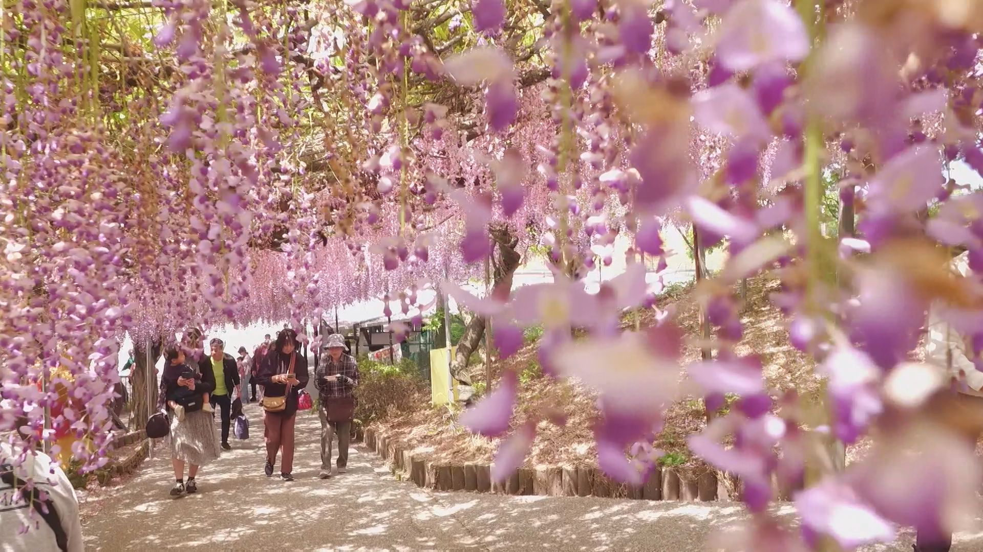 藤の花が満開　250本色鮮やかな紫のカーテン　大分・宇佐市の千財農園
