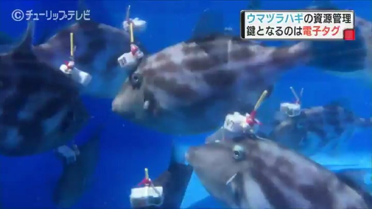 ぷりぷり とした食感が魅力 富山湾の新たなブランド魚 ウマヅラハギ おでこに電子タグつけ放流 生態調査で資源管理 Tbs News Dig 1ページ