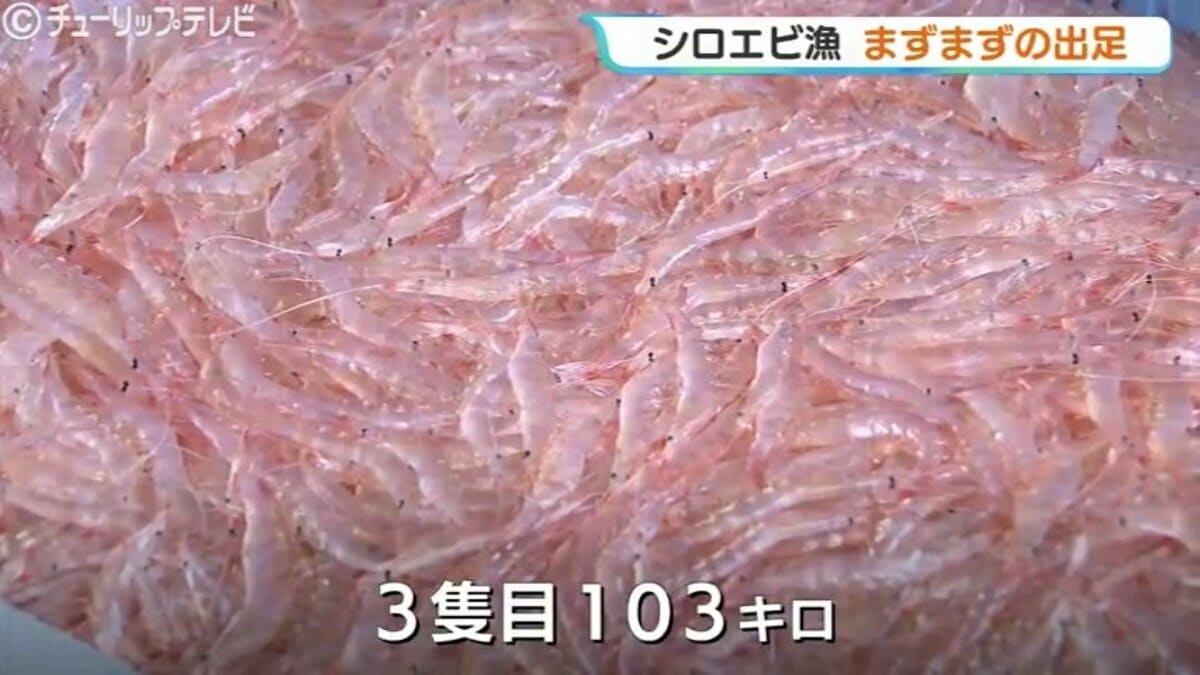 シロエビ」解禁から3日目にしてようやく初の水揚げ 一回目は合計106