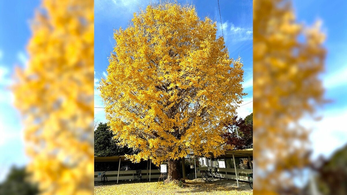 樹齢100年越え、駅のシンボル“大イチョウ”　今年最後の輝きを放ち冬支度を進める【高知・日高村】