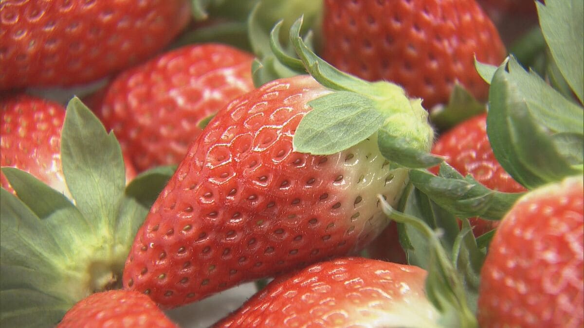 猛暑の影響でイチゴが大きく育ちすぎ…クリスマスケーキにちょうどいいサイズが少なく「ことしのケーキ屋さんは大変困るのでは？」