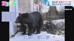 クマの鳴き声「ワンワン」「ニャーニャー」「オギャーオギャー」も 身の安全を守るため知っておきたい最も危険な鳴き声は!?【ひるおび】|TBS NEWS DIG