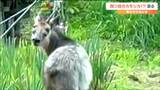 “目が4つのカモシカ”現る 新種?それとも未知の生物?専門家に聞くと意外な答えが…|TBS NEWS DIG