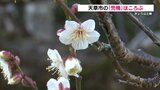 「龍が寝ているよう」樹齢推定500年以上の天然記念物 兜梅が咲き始める　熊本県天草市　|　熊本のニュース｜RKK NEWS｜RKK熊本放送