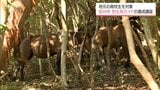 野生馬の生息地・串間市「都井岬」　地元高校生を対象に野生馬ガイドの養成講座　|　MRTニュース ｜ ＭＲＴ宮崎放送