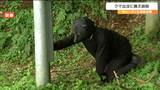 クマ出没「猟友会へ緊急捕獲を依頼し捕殺するまでの流れを確認」秋はカキなどを食べくるクマに注意 宮城|TBS NEWS DIG