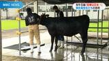 甘えん坊でフワフワ「しえな」と挑む和牛五輪 曽於高校の挑戦 全国和牛能力共進会 | 鹿児島のニュース|MBC NEWS|南日本放送