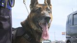 島根県警　嘱託警察犬にロック オブ マウント サンベ号を任命　|　BSSニュース | BSS山陰放送