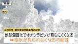 樹氷復活へ 「オオシラビソ」の種まきや植樹の規模を拡大する方針 会議で樹氷の再生について情報共有(山形) |TBS NEWS DIG