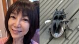 【 堀ちえみ 】　「クワガタに噛まれた！」「最近ではあまり見れないため、懐かしさのあまり、手に取ってしまいました」　鹿児島県・徳之島で|TBS NEWS DIG