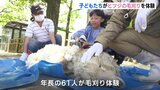 「わたあめみたい」子どもたちがヒツジの毛刈りを体験　広島･三次市の幼稚園　|　RCC NEWS | 広島ニュース | RCC中国放送