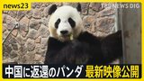 中国に返還の和歌山のパンダ最新映像公開“ゼロパンダ”は防げる?日中がジャイアントパンダ貸与を協議 日本産牛肉は中国に輸出再開に向け“前進”【news23】|TBS NEWS DIG