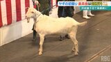 人気高まるヤギ肉 ヤギの初競りで1キロあたり1548円の高値に 価格の上昇続く|TBS NEWS DIG