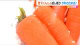 例年より多い積雪3mの下に眠る『雪下にんじん』試し掘り 今年の出来は良さそうです 新潟県|TBS NEWS DIG