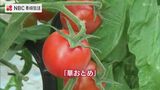 糖度高い希少種「華おとめ」小学生がトマトの収穫体験 長崎県五島市 | 長崎のニュース | 天気 | NBC長崎放送