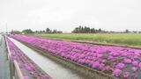 2万株の芝桜…美しい景観も今年で見納め 最後の芝桜まつり 富山・砺波市 | 富山のニュース|天気・防災|チューリップテレビ