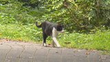 ネコの足を全て切断するなどの虐待 きっかけは「ネコに裏切られた」という怒り 初公判で明らかになった経緯とは… | 愛媛のニュース - Nスタえひめ|あいテレビは6チャンネル