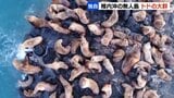 宗谷岬沖の弁天島をトドの大群が占拠　繁殖地のサハリンからエサを求めて南下　タコなどの漁業被害は昨年度10億円規模に　北海道稚内市　|　北海道のニュース｜HBC北海道放送