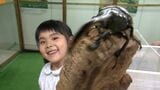 触って学び楽しむ「世界の昆虫展」 約200匹の日本のカブトムシなどを展示 標本づくり体験も【岡山】|TBS NEWS DIG