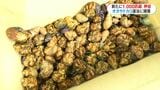 逮捕の中国籍男2人の部屋から新たに1000匹以上のオカヤドカリ　鹿児島　|　鹿児島のニュース｜MBC NEWS｜南日本放送